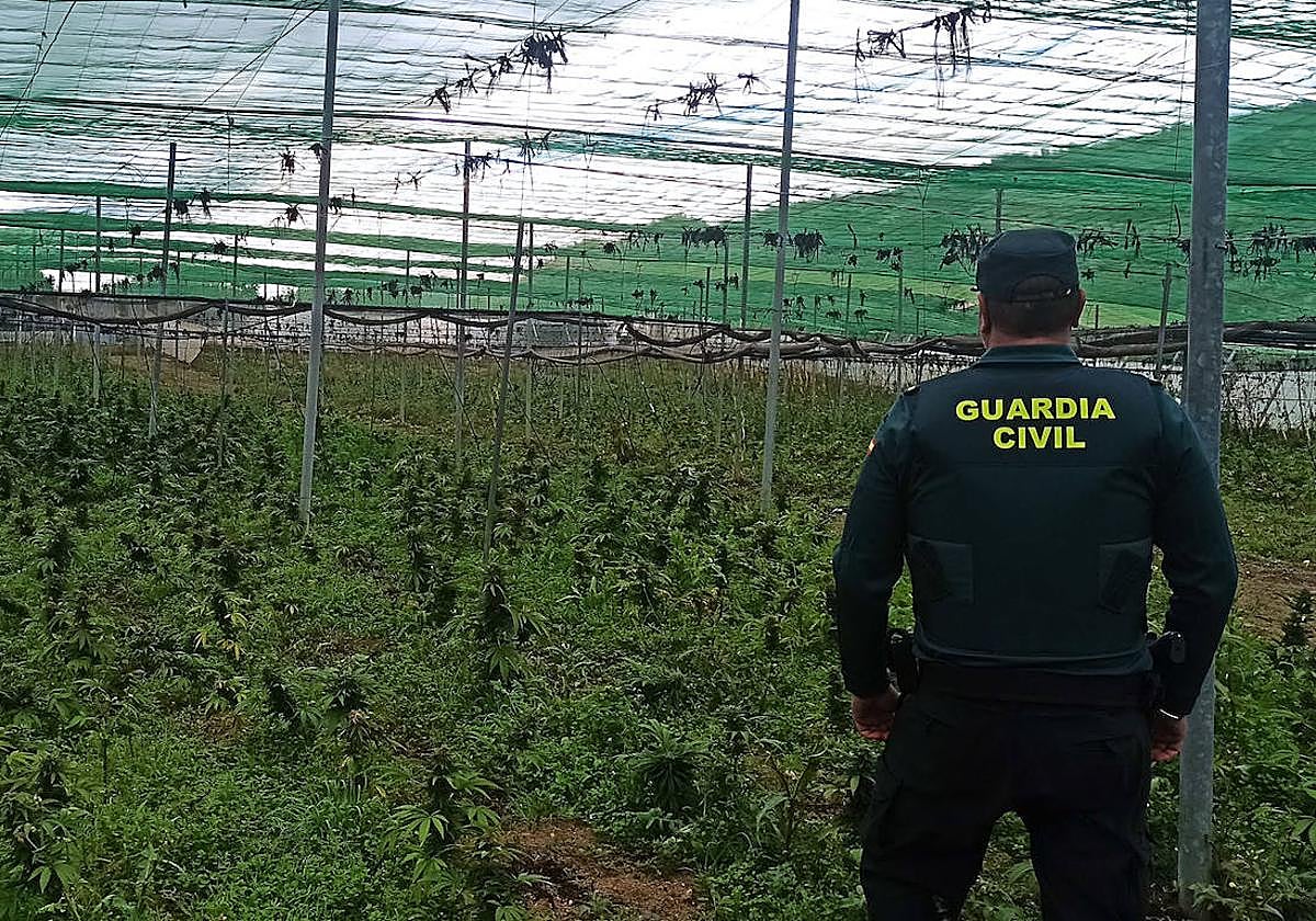 Imagen de archivo de una incautación de plantas en Jayena esta semana.
