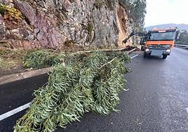 Caída de un árbol por la borrasca Domingos.