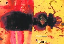 La familia se denomina Apophisandridae.