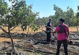 Campaña de recolección del pistacho en El Condado.