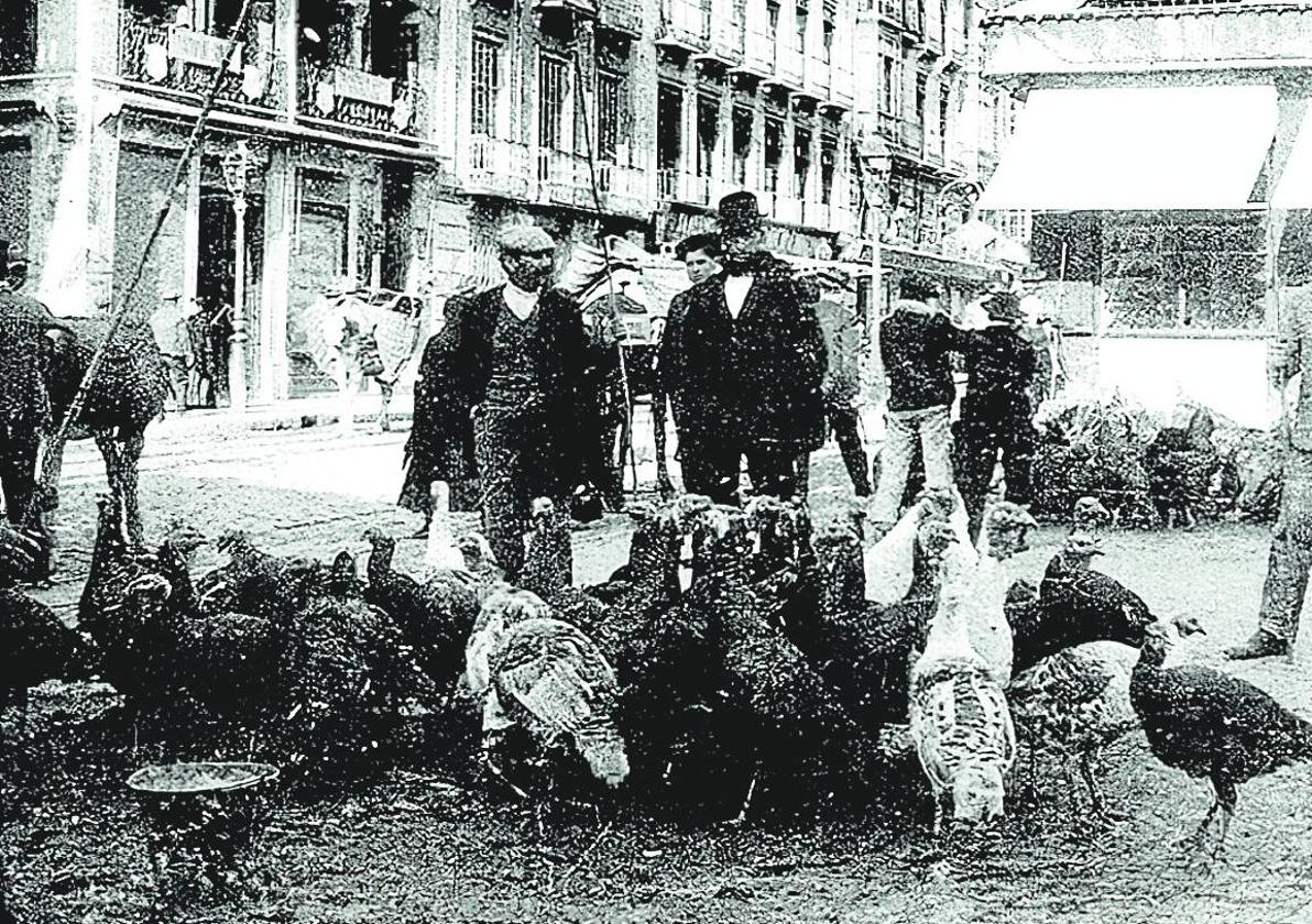 Pavos en la Plaza del Carmen.