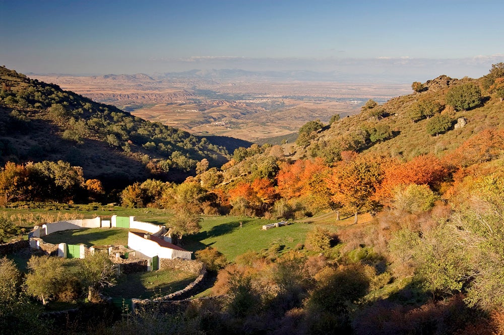 Imagen secundaria 1 - Vista panorámica de la zona, el antiguo tentadero y uno de los grandes árboles que se pueden admirar en el camino.