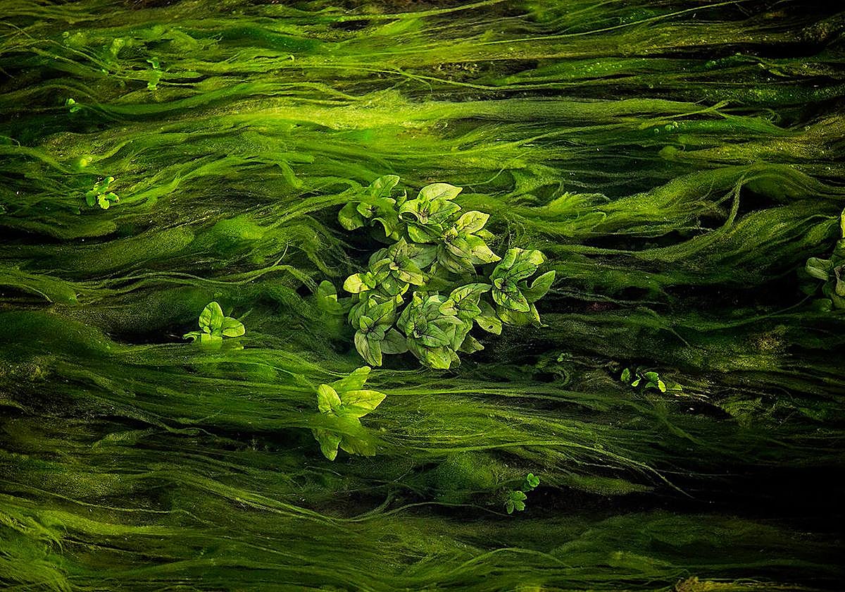 'Be water again', primer premio.