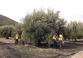 Recolección en Sierra Mágina.