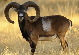 Ejemplar de muflón, uno de los animales de caza mayor más cotizados en la provincia, junto al ciervo.