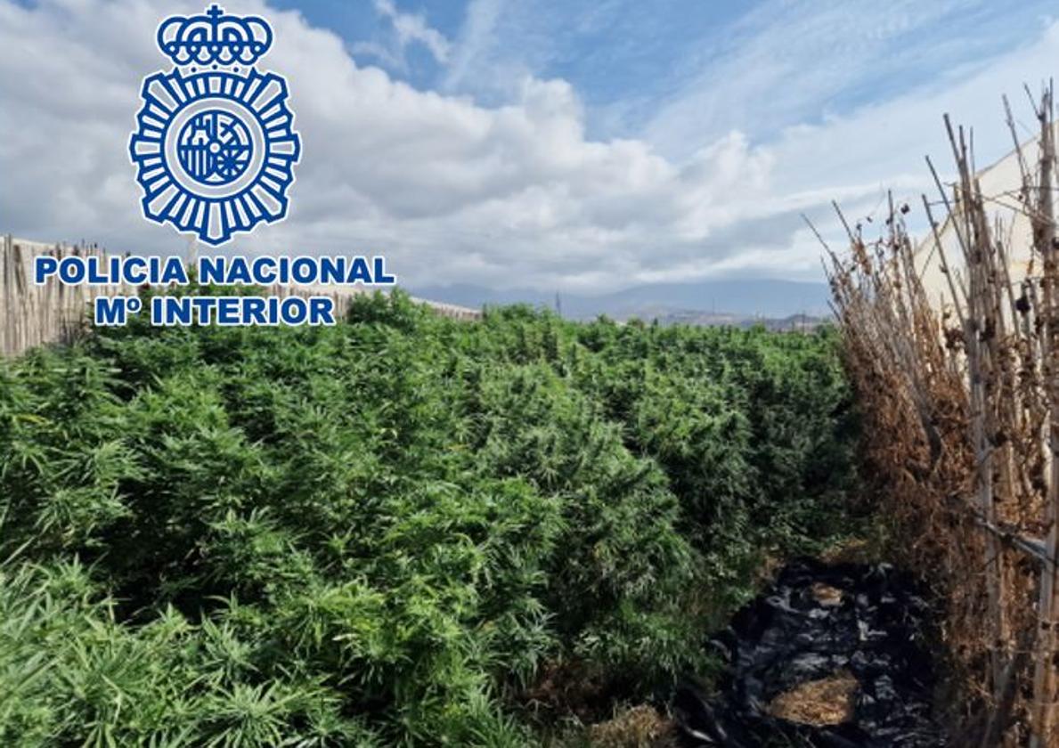 Cae la familia que cultivaba maría en su finca de legumbres.