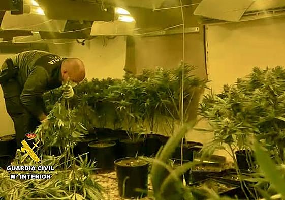 Plantación de marihuana intervenida en Tabernas.