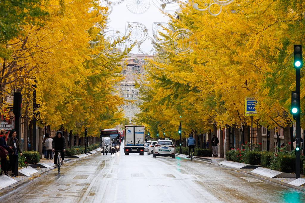 Las imágenes de los ginkgo biloba en la Gran Vía de Granada
