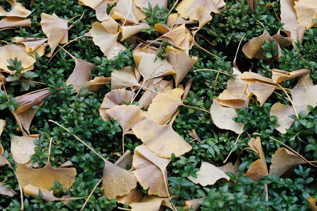 Las imágenes de los ginkgo biloba en la Gran Vía de Granada