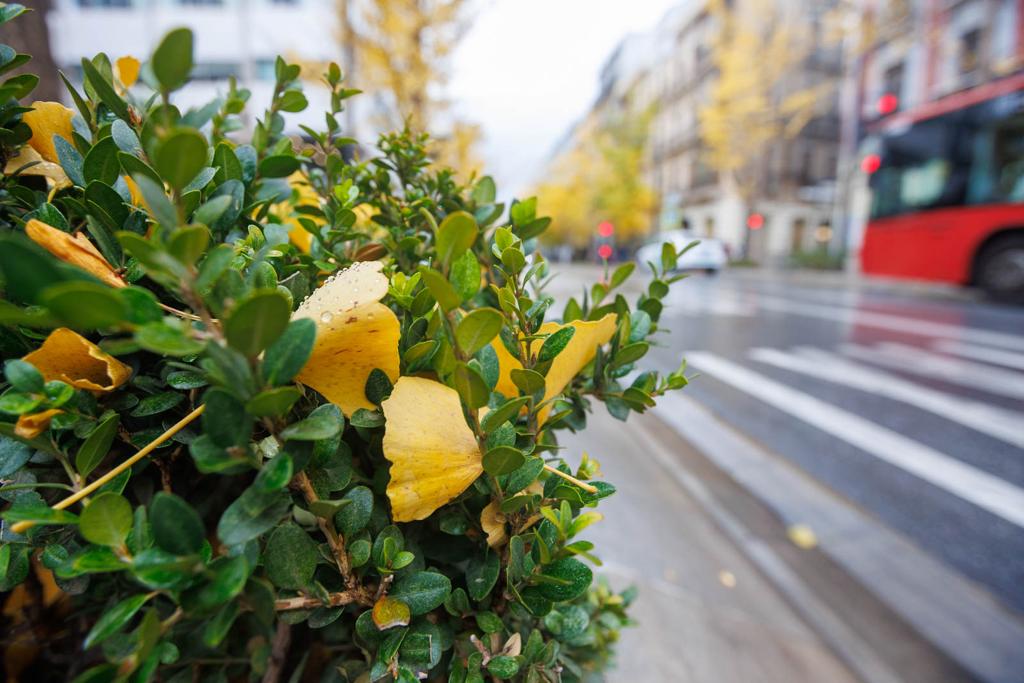 Las imágenes de los ginkgo biloba en la Gran Vía de Granada