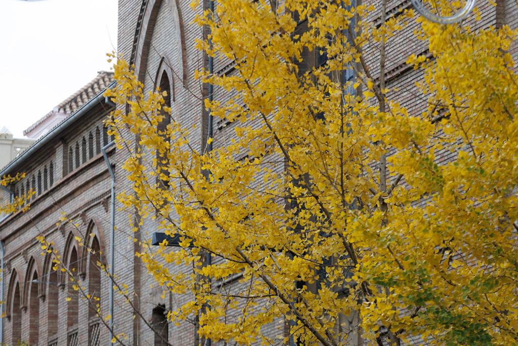 Las imágenes de los ginkgo biloba en la Gran Vía de Granada