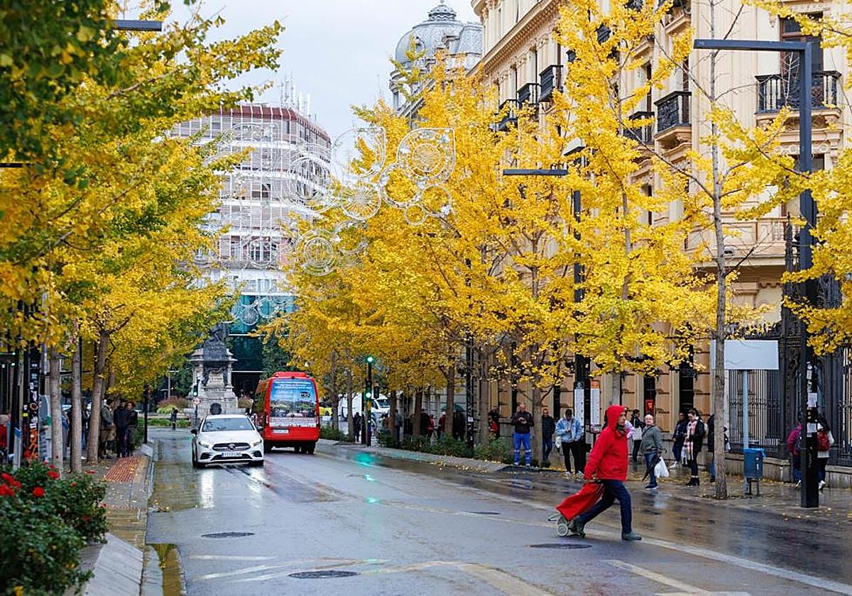Las imágenes de los ginkgo biloba en la Gran Vía de Granada