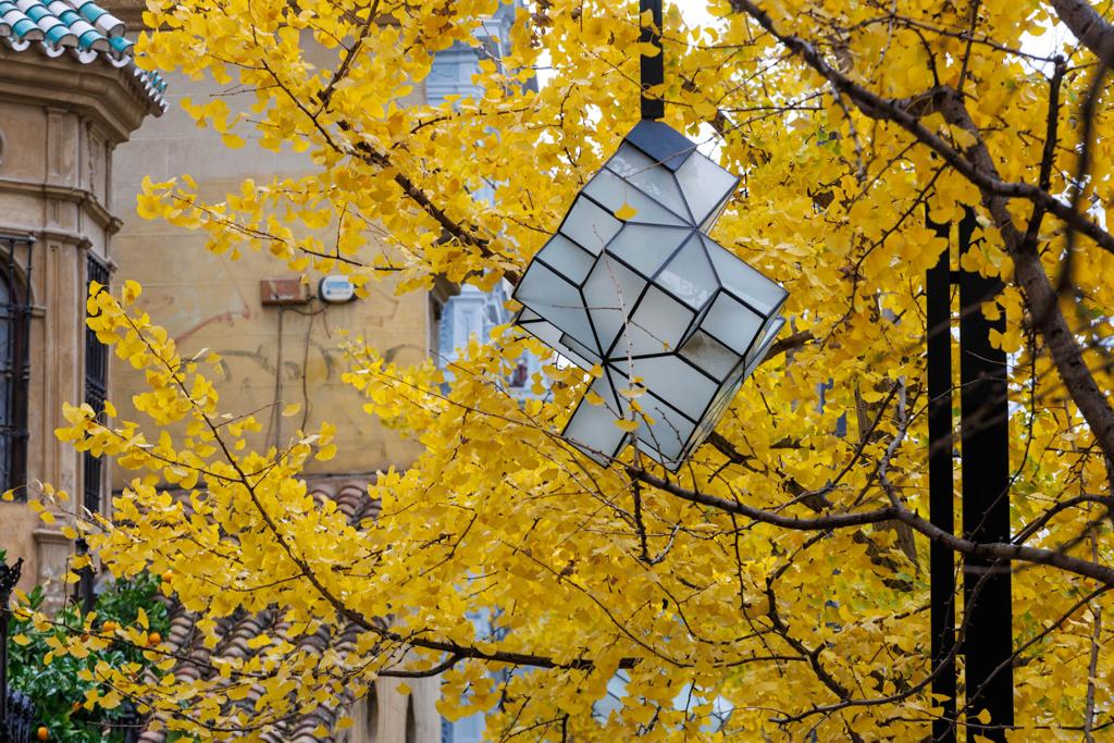 Las imágenes de los ginkgo biloba en la Gran Vía de Granada