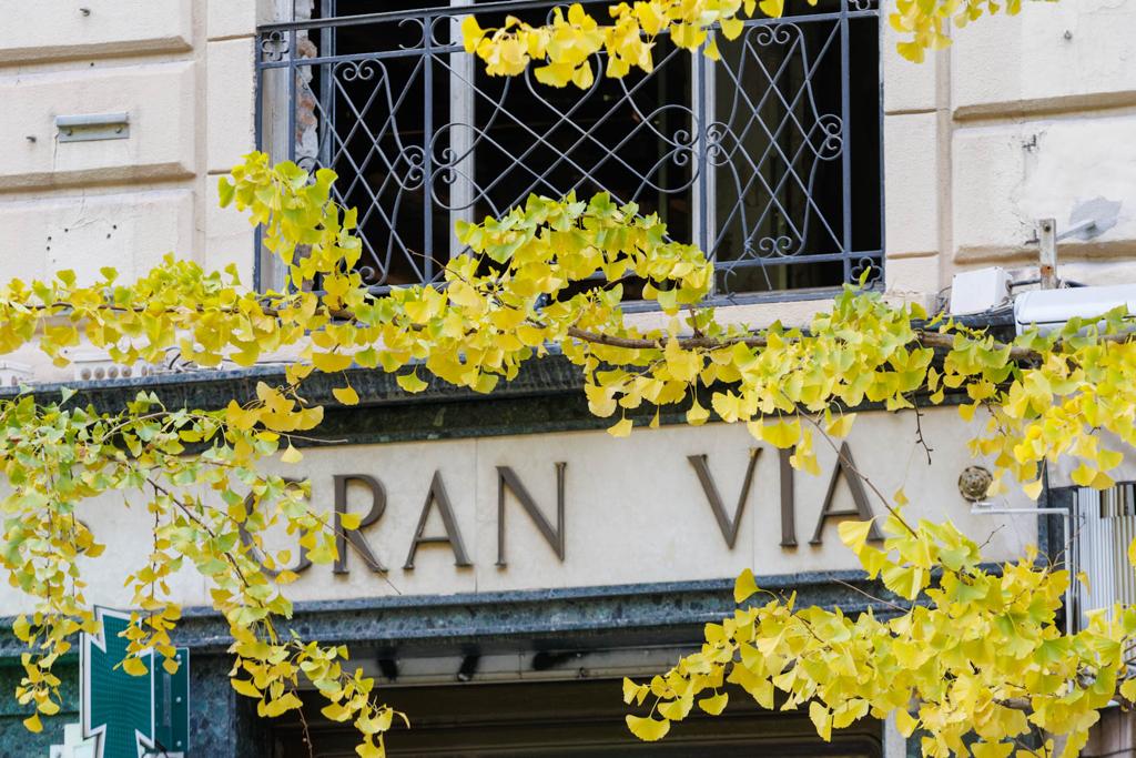 Las imágenes de los ginkgo biloba en la Gran Vía de Granada