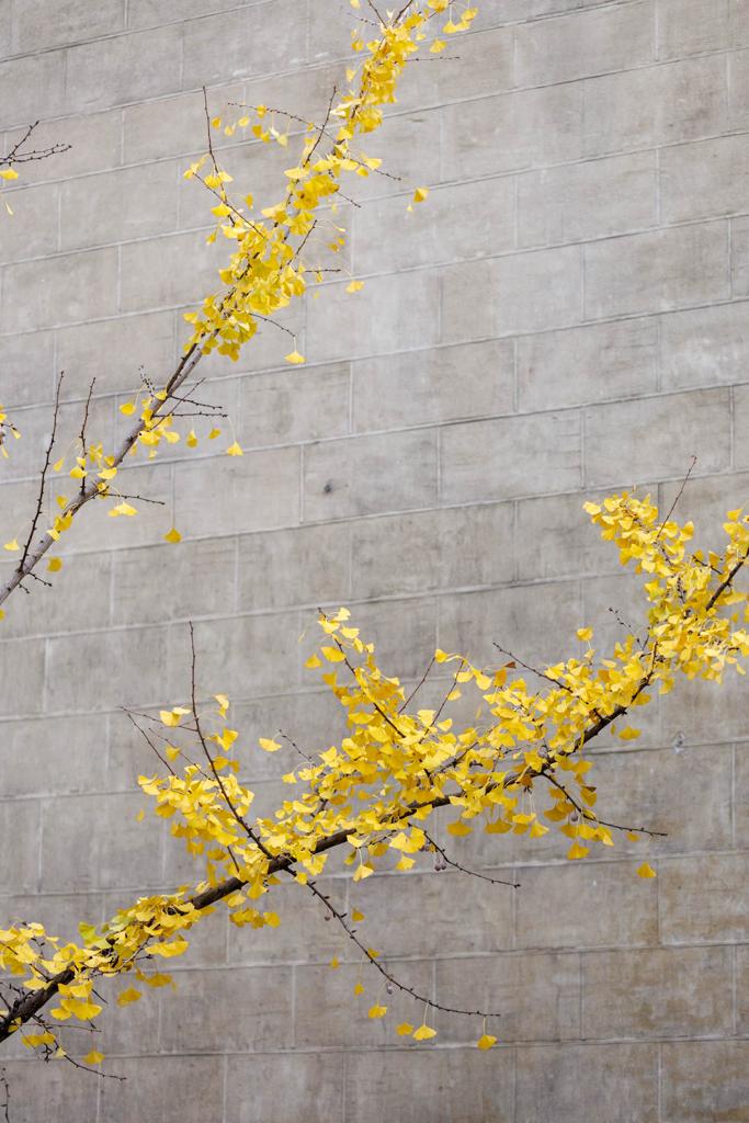 Las imágenes de los ginkgo biloba en la Gran Vía de Granada
