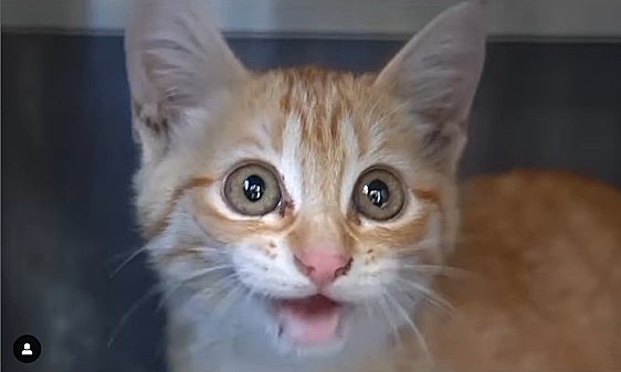 Captura del vídeo en el que rescatan al felino.