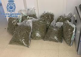 Los cogollos se encontraban en bolsas al vacío.