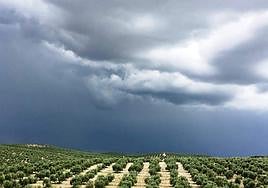 Paisaje de olivar nublado.