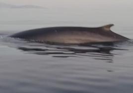 Un ejemplar de ballena en las aguas de la Costa Tropical.