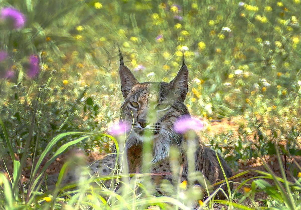 Lince ibérico, de archivo.