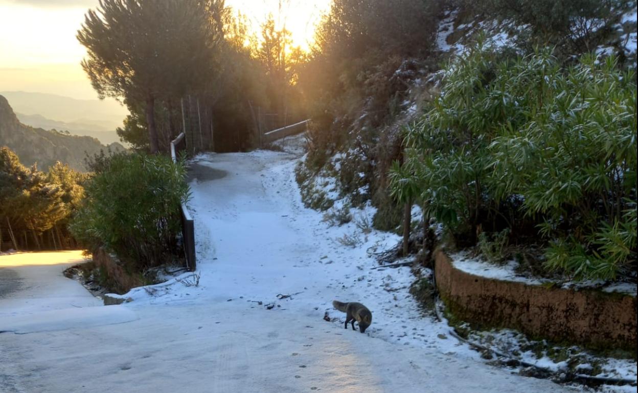 Nevada en Peña Escrita, la parte alta de Almuñécar