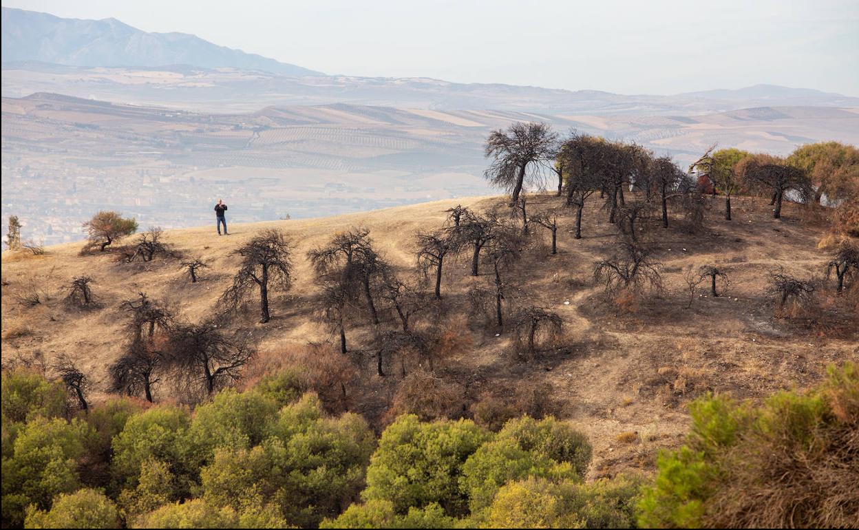 Parte del monte que se quemó en el incendio forestal que hubo el pasado mes de mayo. 