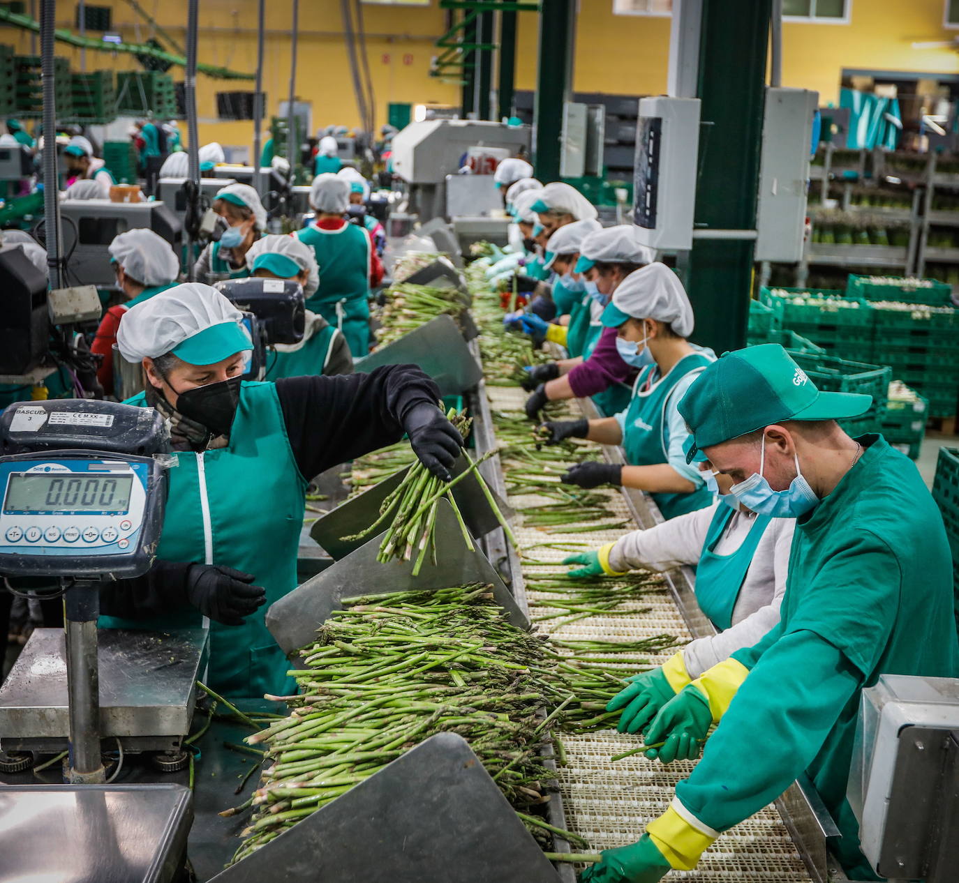 Trabajadores en una cooperativa de espárragos de la provincia. 