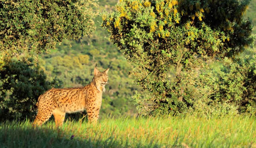 Ejemplar de lince ibérico en un paraje de Sierra Morena. 