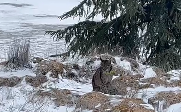 El espectacular vídeo entre la nieve de uno de los linces liberados Granada