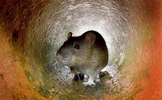 Una rata en el interior del desagüe de una casa/afp