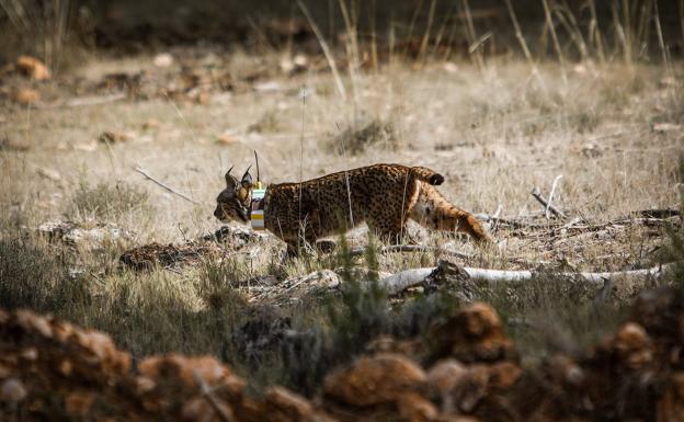 Uno de los linces que soltaron este lunes en Sierra Arana. 