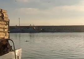 Grabación de una foca monje en el Puerto de Carboneras.