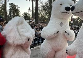 El 'oso perjudicado' durante la Cabalgata de Reyes de Málaga este viernes.
