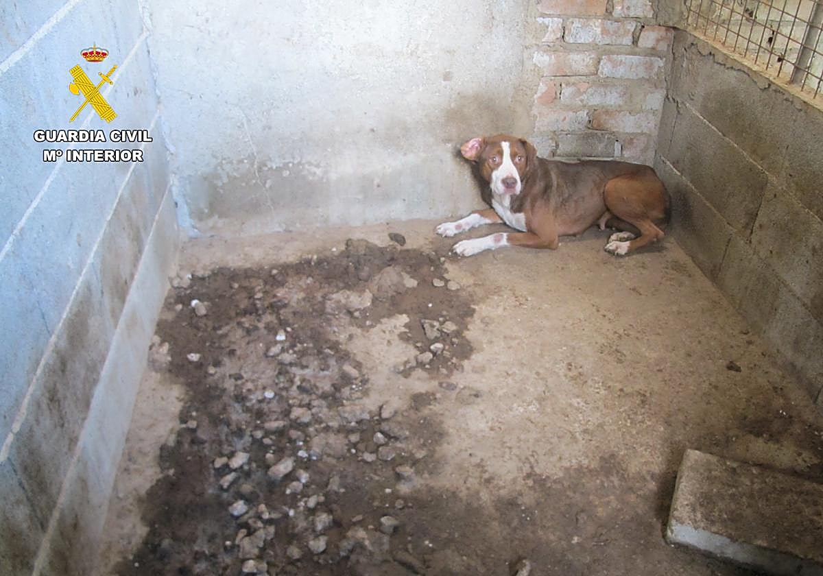 Investigado un vecino de Motril por tener a sus 11 perros en un estado deplorable.