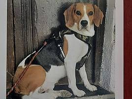 Candela, perro perdido en Granada.