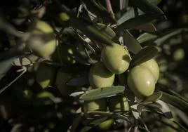 Aceituna en un olivo de Granada.