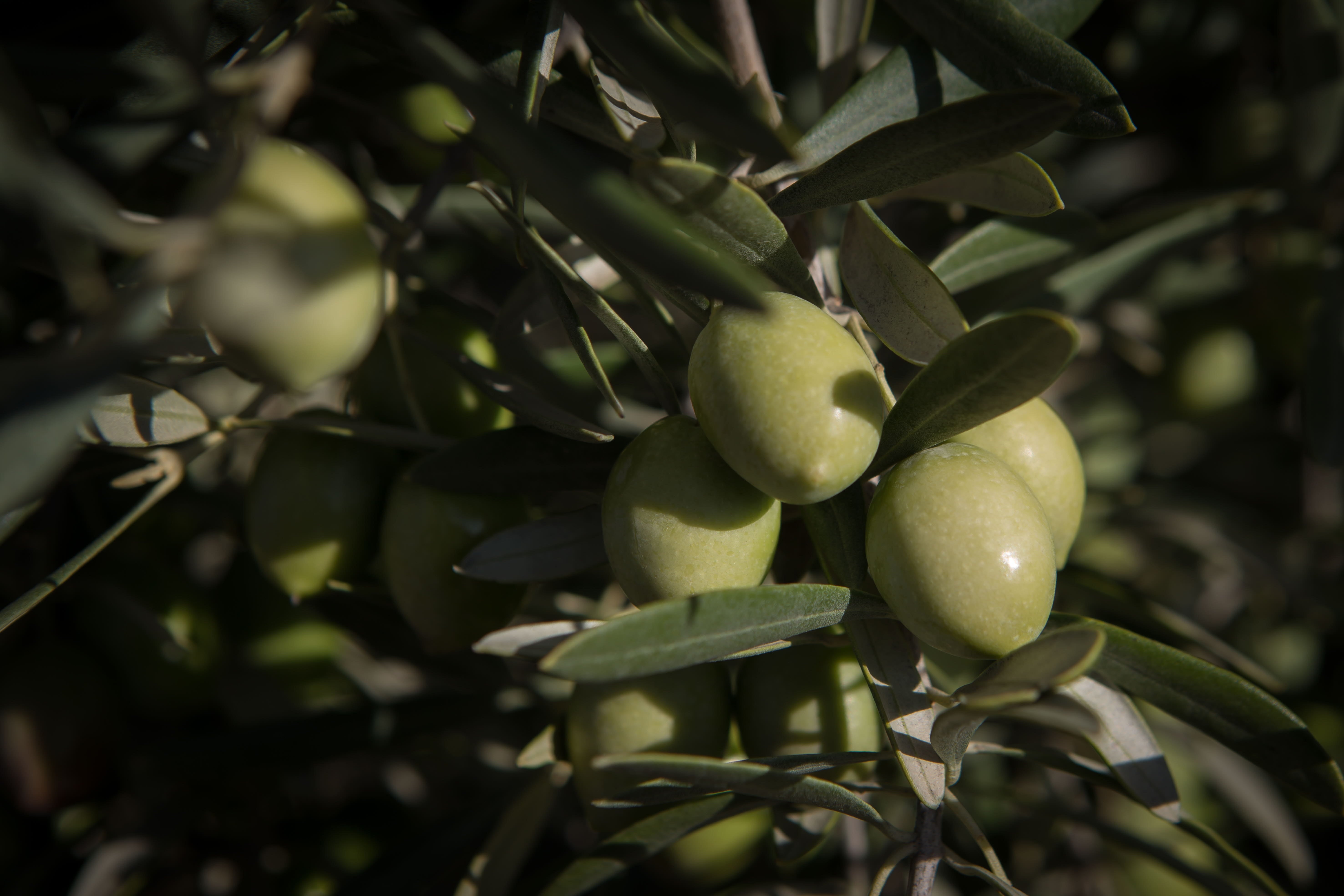 Aceituna en un olivo de Granada.