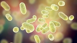 Científicos de la UGR descubren cómo influye la microbiota en la inteligencia