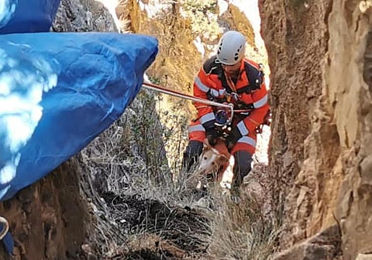 Un bombero de Granada sube al perro atrapado hasta un lugar seguro.