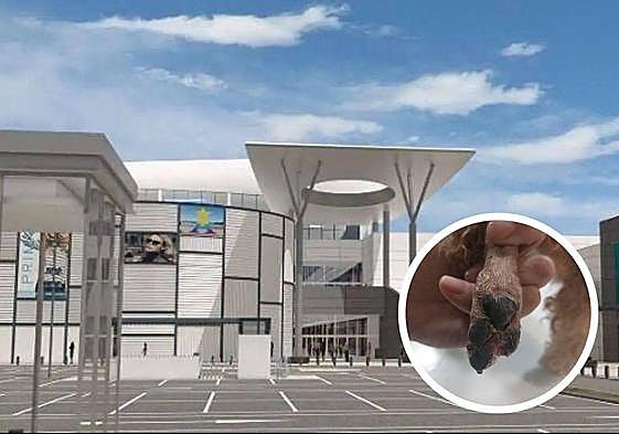 Leo, la mascota de Jesús, sufrió heridas en su pata trasera el pasado sábado, 20 de enero, en el Centro Comercial Torrecárdenas de Almería.