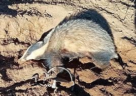 El tejón con la pata atrapada en un cepo ilegal.