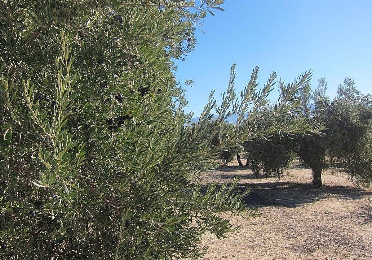 Olivar, en una imagen de archivo.