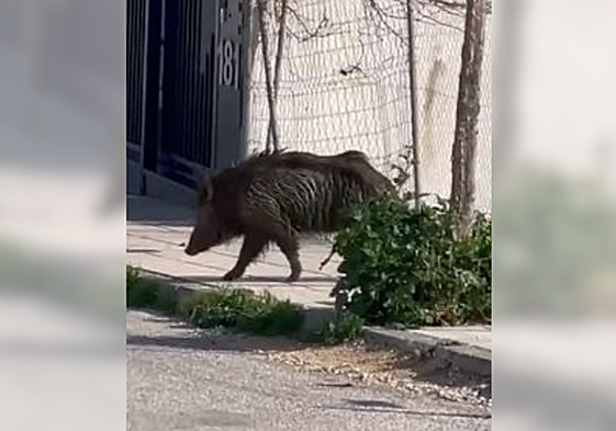Captura del vídeo del vecino de Las Fuentezuelas.