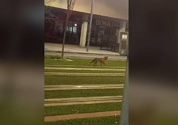 Zorro paseando por las vías del metro.