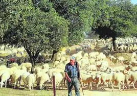 Pastor conduciendo el rebaño por el camino.