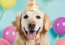 Tartas para perros y la nueva moda de los cumpleaños de mascotas