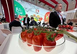 CASI muestra su apuesta por la especialización y por el tomate de sabor
