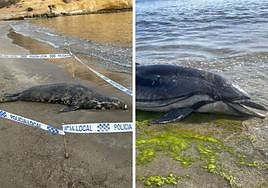 La foca y el delfín fueron hallados en la provincia.