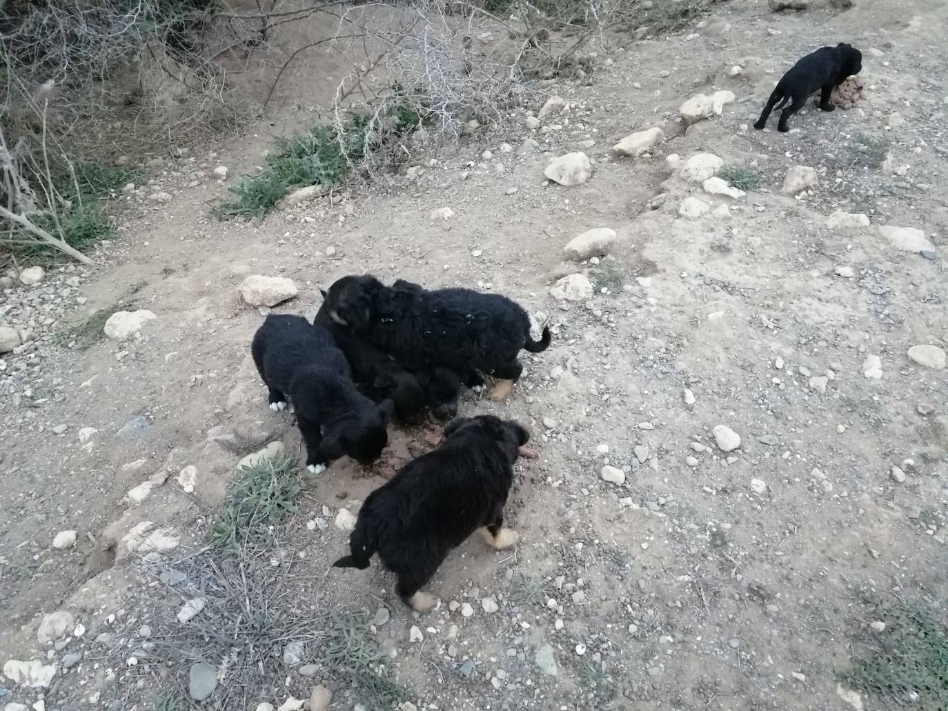 Cachorros localizados en un paraje de Campohermoso, en Níjar.