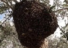 Enjambre con más de 60.000 abejas en Cúllar Vega.